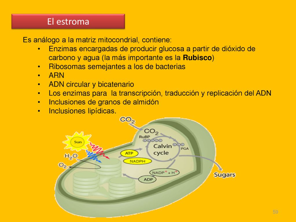 Org Nulos Membranosos En Celulas Eucariotas Ppt Descargar